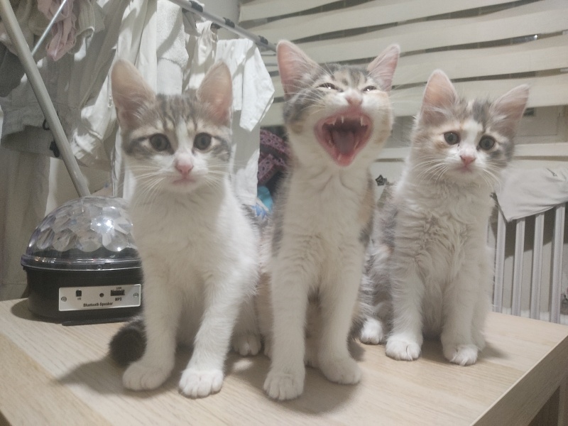 Tekir Kedi, Kedi  Üç Silahşörler fotoğrafı