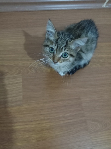 Tekir Kedi, Kedi  Ceviz fotoğrafı