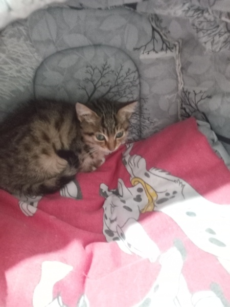 Tekir Kedi, Kedi  Ceviz fotoğrafı
