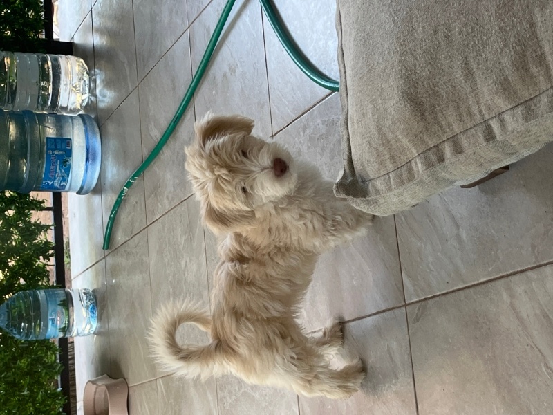 Maltese, Köpek İsim koyulmadı fotoğrafı