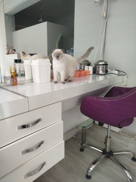 Scottish Fold, Kedi  Miya fotoğrafı