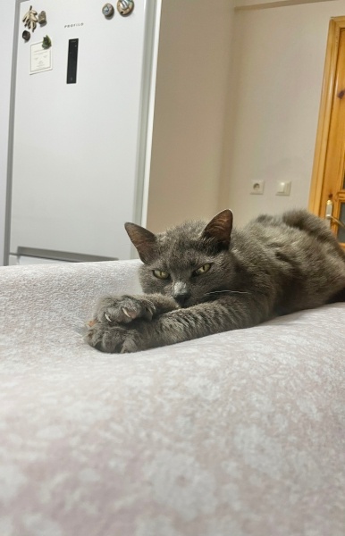 Mavi Rus, Kedi  Duman Pişmaniye Vitamin fotoğrafı