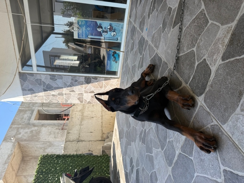 Doberman Pinscher, Köpek  Asil fotoğrafı