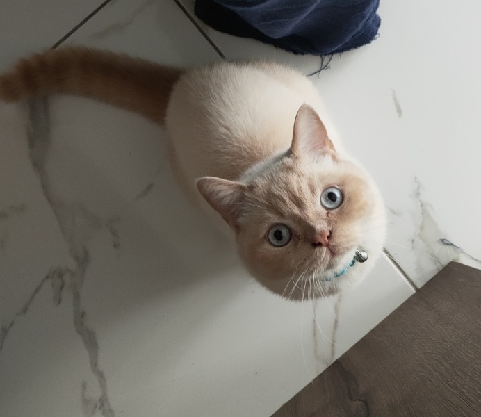 British Shorthair, Kedi  Ponçik fotoğrafı