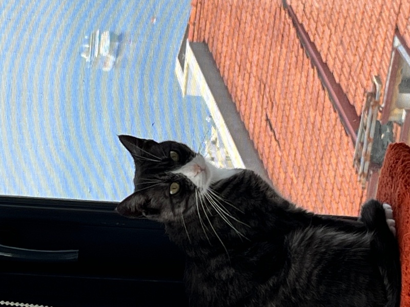 Tuxedo (Smokin) Kedi, Kedi Minik fotoğrafı