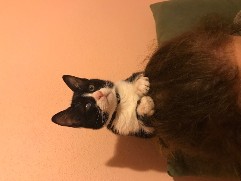 Tuxedo (Smokin) Kedi, Kedi Minik fotoğrafı