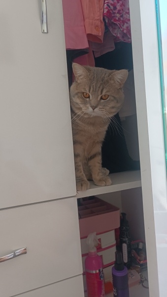 Tekir Kedi, Kedi  Duman fotoğrafı