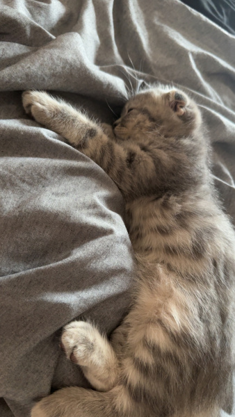 Scottish Fold, Kedi Leo fotoğrafı