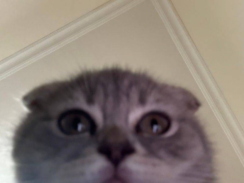 Scottish Fold, Kedi Leo fotoğrafı