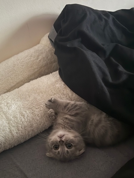 Scottish Fold, Kedi Leo fotoğrafı