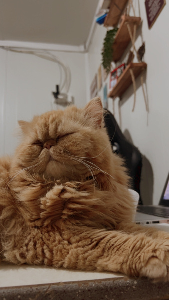 İran Kedisi (Persian), Kedi Babi fotoğrafı