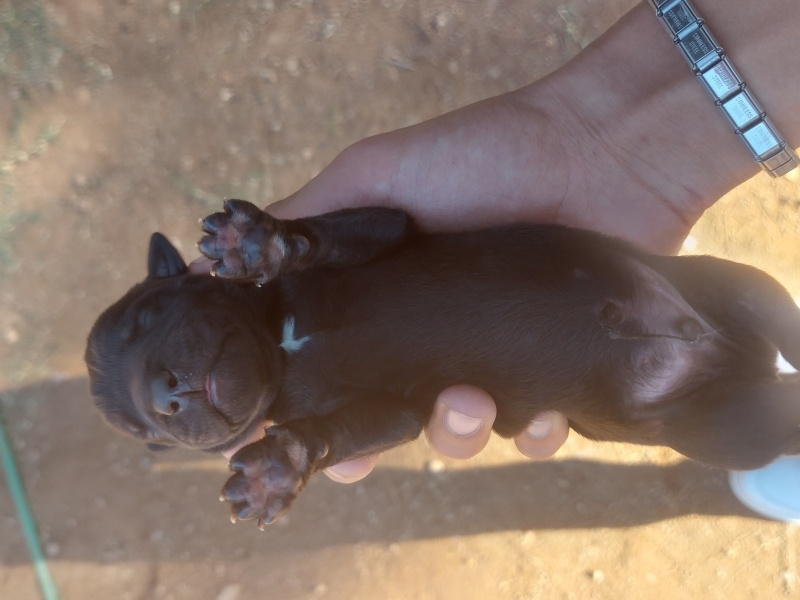 Cane Corso Italiano, Köpek Oskar fotoğrafı