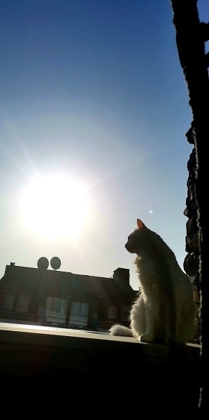 Ankara Kedisi, Kedi Lokum fotoğrafı