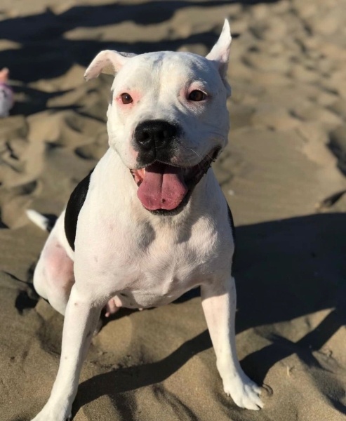 Amerikan Staffordshire Terrier, Köpek Blush fotoğrafı
