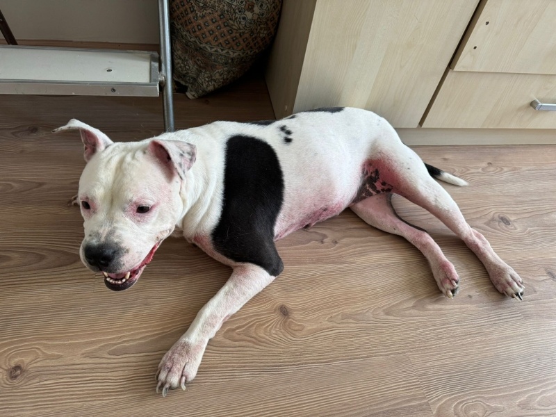 Amerikan Staffordshire Terrier, Köpek Blush fotoğrafı