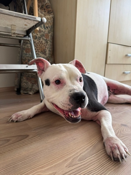 Amerikan Staffordshire Terrier, Köpek Blush fotoğrafı