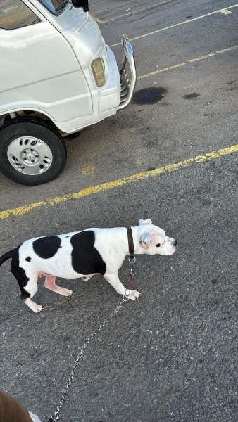 Amerikan Staffordshire Terrier, Köpek Blush fotoğrafı