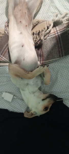 Türk Tazısı, Köpek Venüs fotoğrafı