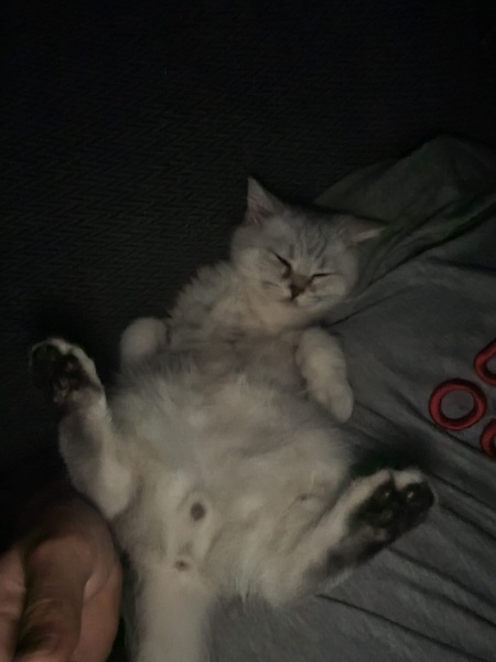 British Shorthair, Kedi Muhtar fotoğrafı