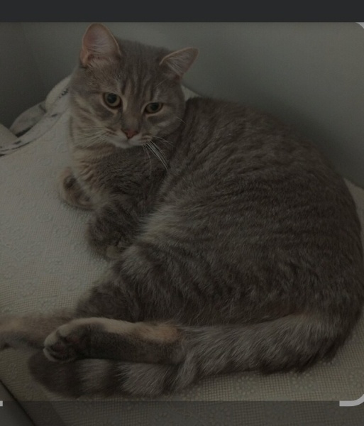 Tekir Kedi, Kedi  Yok fotoğrafı