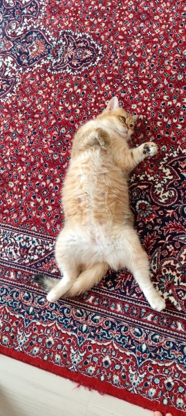 British Shorthair, Kedi Asel fotoğrafı