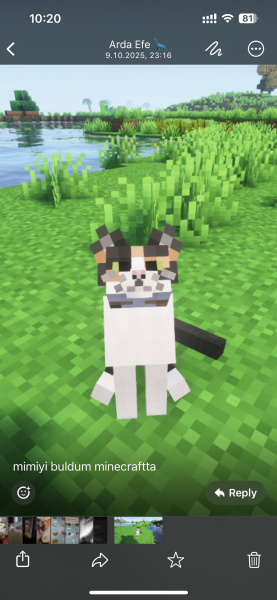 European Shorthair, Kedi mimi fotoğrafı