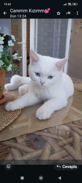 British Shorthair, Kedi  Paşa fotoğrafı