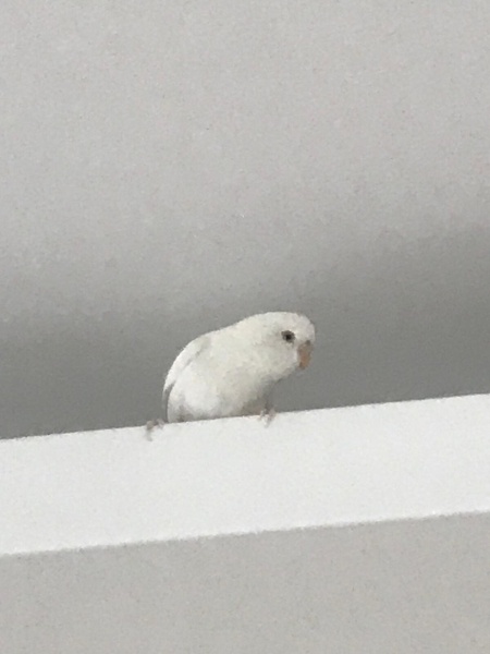 Muhabbet Kuşu, Kuş  adı yok ama ben hep meloş diyorum ismini benimseme fotoğrafı
