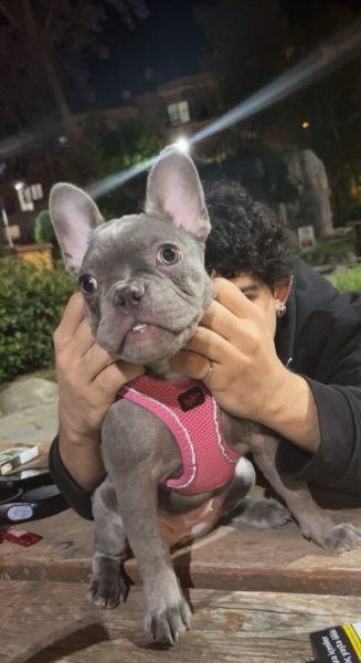 Fransız Bulldog, Köpek  Era fotoğrafı