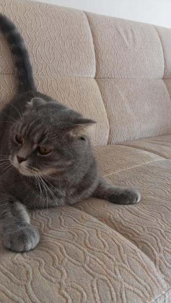 British Shorthair, Kedi  Umut fotoğrafı