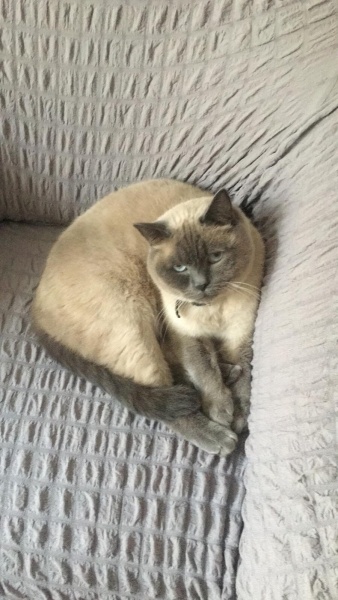 British Shorthair, Kedi  Ares fotoğrafı