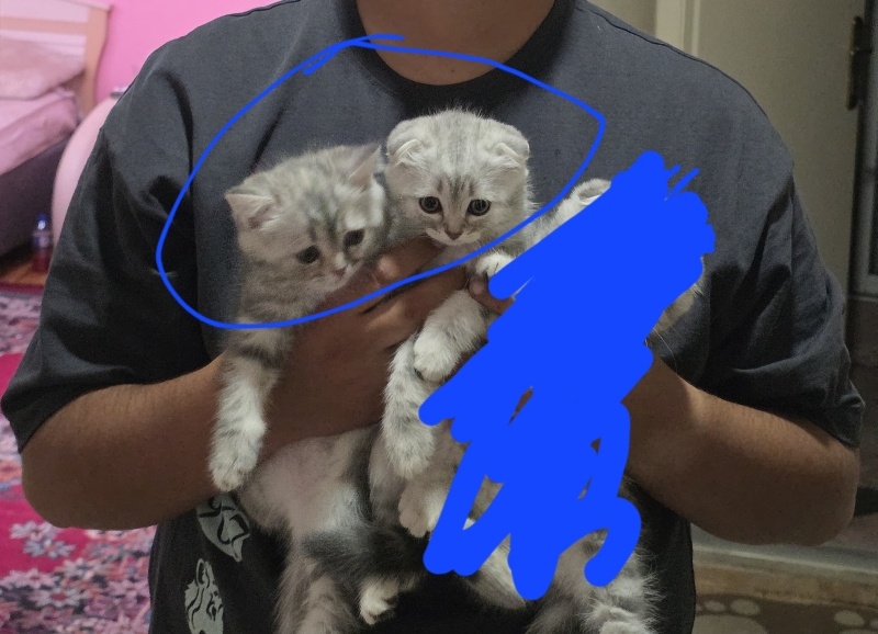 Scottish Fold, Kedi  Bekri ve zekkur fotoğrafı