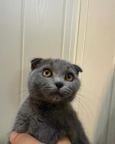 Scottish Fold, Kedi  Kıtmir fotoğrafı