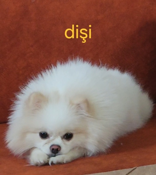 Pomeranyalı, Köpek  Antep'e gideceğimiz için vermeyi düşünüyoruz fotoğrafı