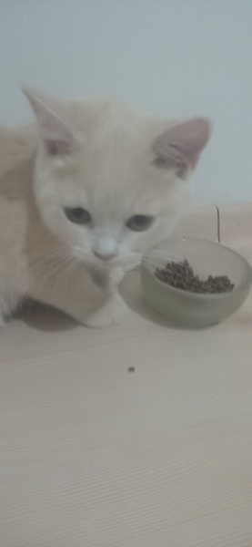 British Shorthair, Kedi  Maya fotoğrafı