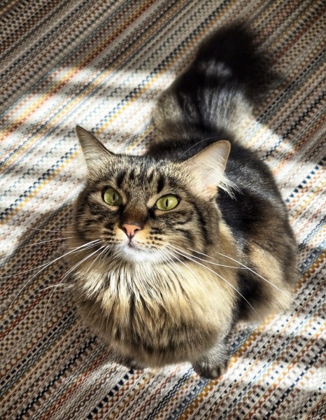 Tekir Kedi, Kedi  Çakıl fotoğrafı