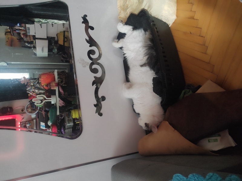 Tekir Kedi, Kedi  Ares fotoğrafı