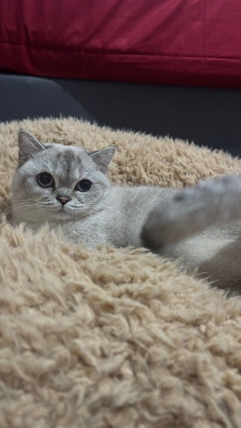 British Longhair, Kedi  Balim fotoğrafı
