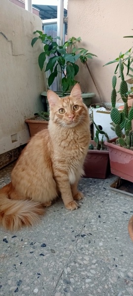 Sarman, Kedi  Güneş fotoğrafı
