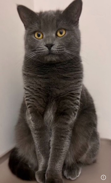 British Shorthair, Kedi  Leydi fotoğrafı