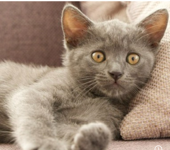 British Shorthair, Kedi  Leydi fotoğrafı