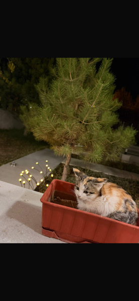 Tekir Kedi, Kedi  safiye fotoğrafı