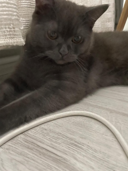 Scottish Fold, Kedi  Bulut fotoğrafı