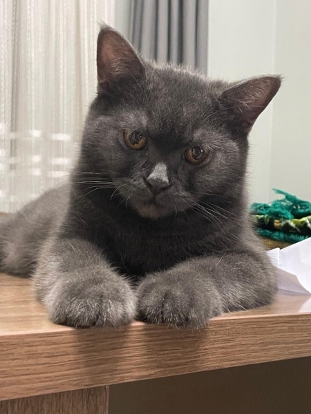 Scottish Fold, Kedi  Bulut fotoğrafı