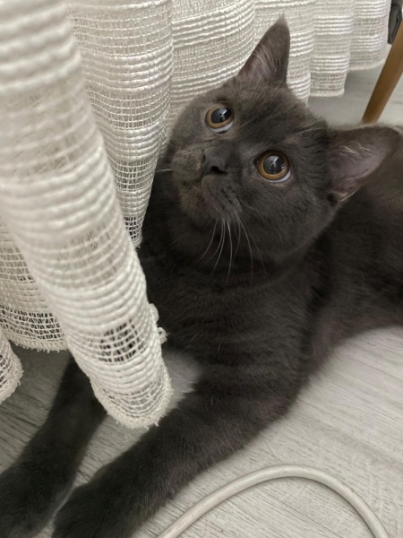 Scottish Fold, Kedi  Bulut fotoğrafı