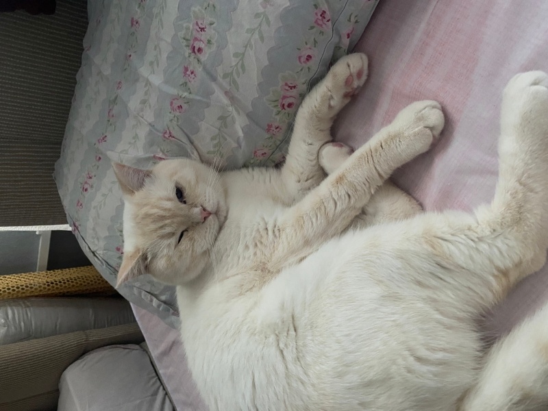 British Shorthair, Kedi  Pati fotoğrafı