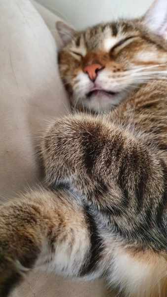 Tekir Kedi, Kedi  Bela fotoğrafı