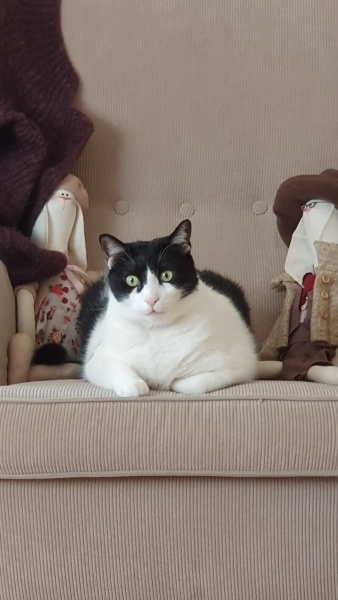 Tekir Kedi, Kedi  Romeo fotoğrafı