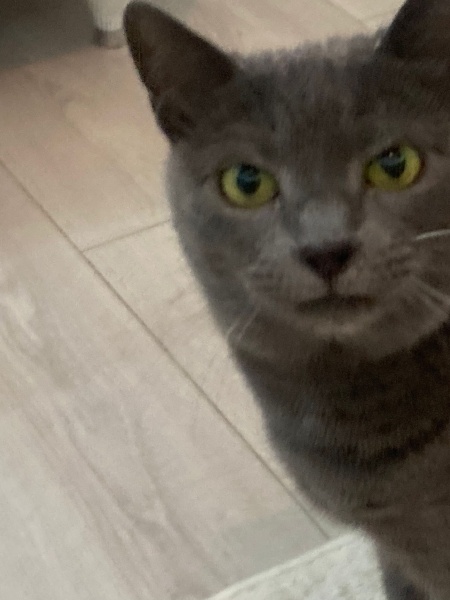 Mavi Rus, Kedi  Lily fotoğrafı