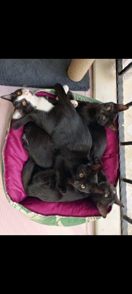 Tekir Kedi, Kedi  Tekir kediler fotoğrafı